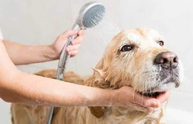 17 địa chỉ spa thú cưng tại Thủ Đức: Chất lượng đảm bảo, giá cả hợp lý