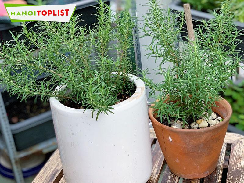 Top 10+ địa chỉ bán cây hương thảo tại Hà Nội với giá cả phải chăng, dáng cây đẹp, dễ chăm sóc