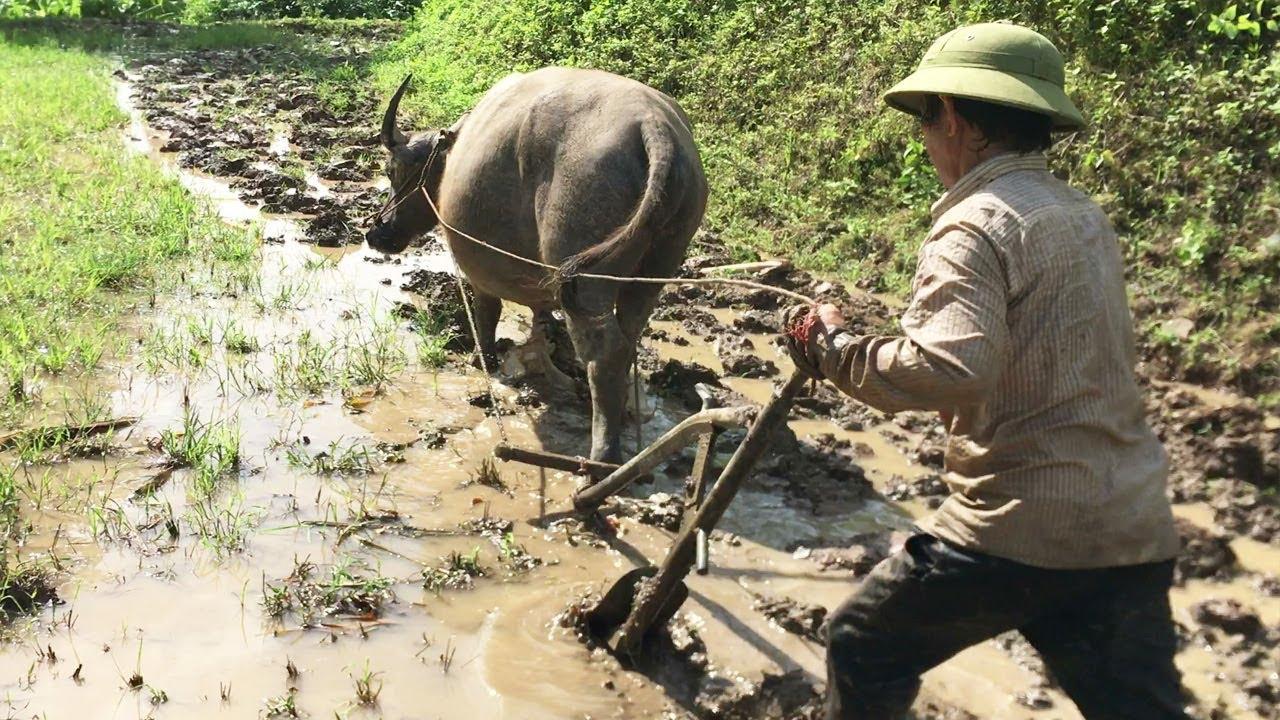 16 Bài văn mẫu đặc sắc tả bác nông dân chăm chỉ làm việc (Dành cho học sinh lớp 5)