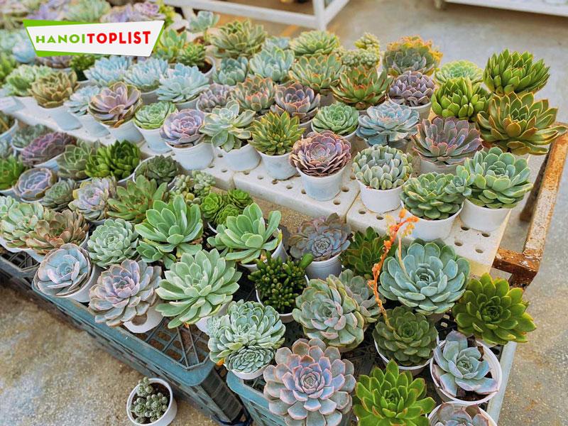 Top 5+ địa chỉ bán sen đá phong thủy đẹp nhất tại Hà Đông, Hà Nội