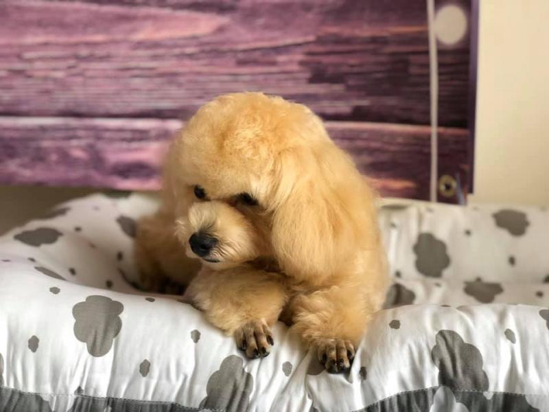 5 Khách sạn thú cưng chất lượng nhất Đà Lạt bạn nên biết