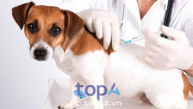 5 địa chỉ phòng khám thú y đáng tin cậy nhất Bình Dương - Nơi gửi trọn niềm tin cho thú cưng