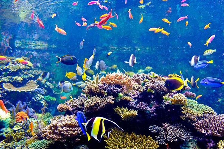 Top 10 cửa hàng bán bể cá cảnh chất lượng, giá rẻ nhất tại TPHCM