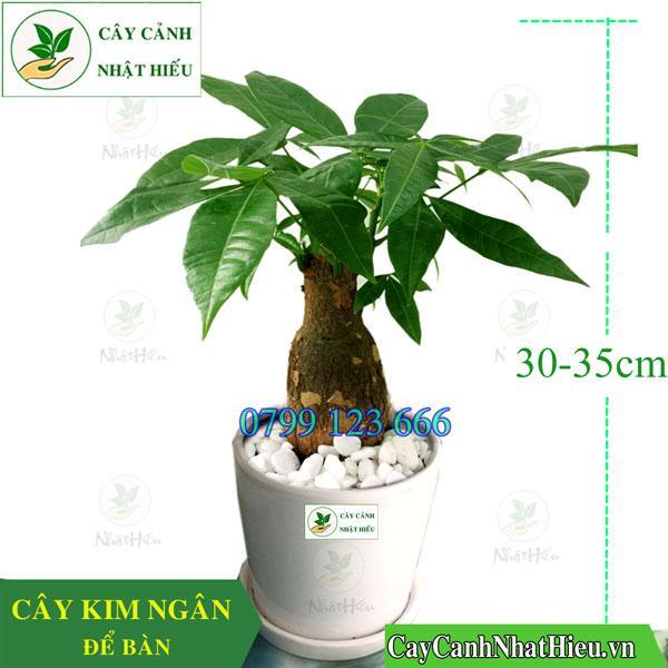 Top 10 địa chỉ cung cấp cây xanh văn phòng chất lượng với giá thành ưu đãi nhất tại Hà Nội
