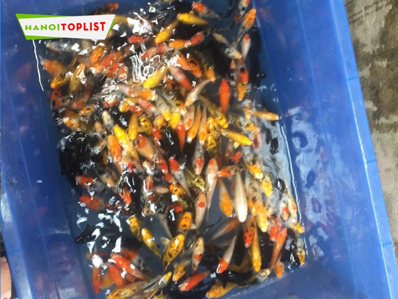 Địa chỉ bán cá koi bột Hà Nội uy tín | Top 10+ trại cá giống đẹp, khỏe mạnh