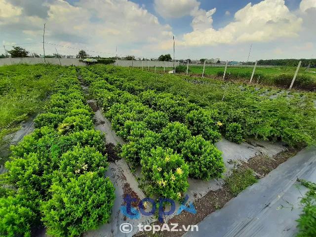 Top 10 Doanh Nghiệp Cây Xanh Uy Tín, Chuyên Nghiệp Tại TP.HCM