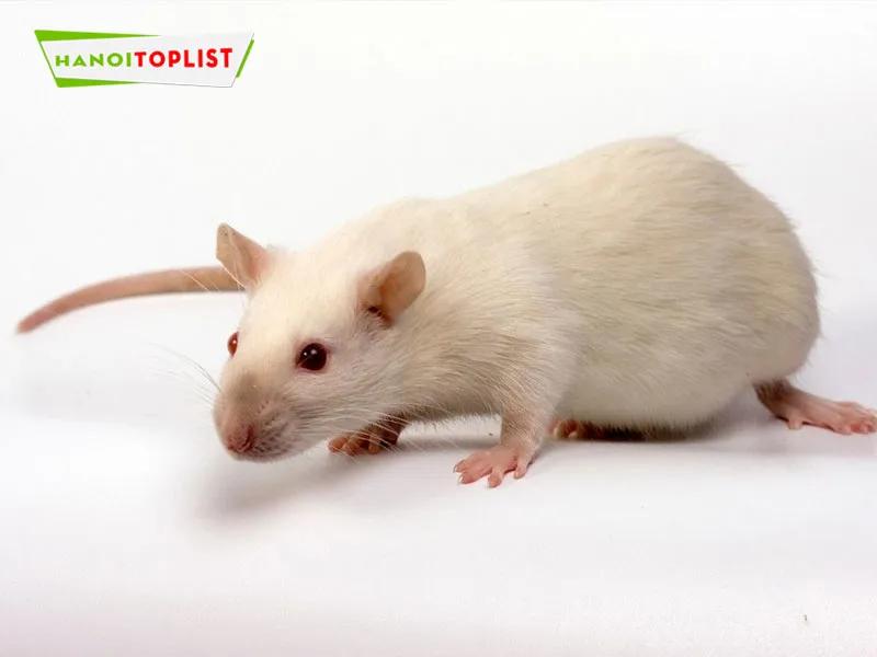 Top 5 địa chỉ bán chuột bạch uy tín tại Hà Nội với giá thành hợp lý