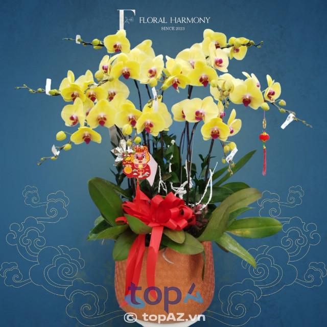 Top 5 cửa hàng mua lan hồ điệp đẹp và chất lượng tại quận Tân Bình