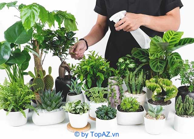 Top 10 cửa hàng cung cấp cây cảnh chất lượng tại TPHCM mà bạn không thể bỏ qua