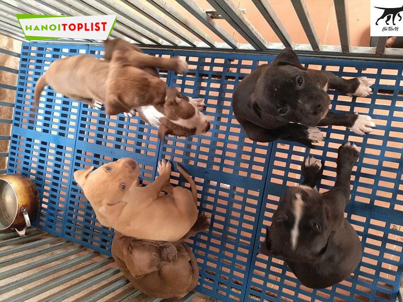 Trại Chó Pitbull Hà Nội | Top 10+ Địa Chỉ Cung Cấp Chó Thuần Chủng Uy Tín