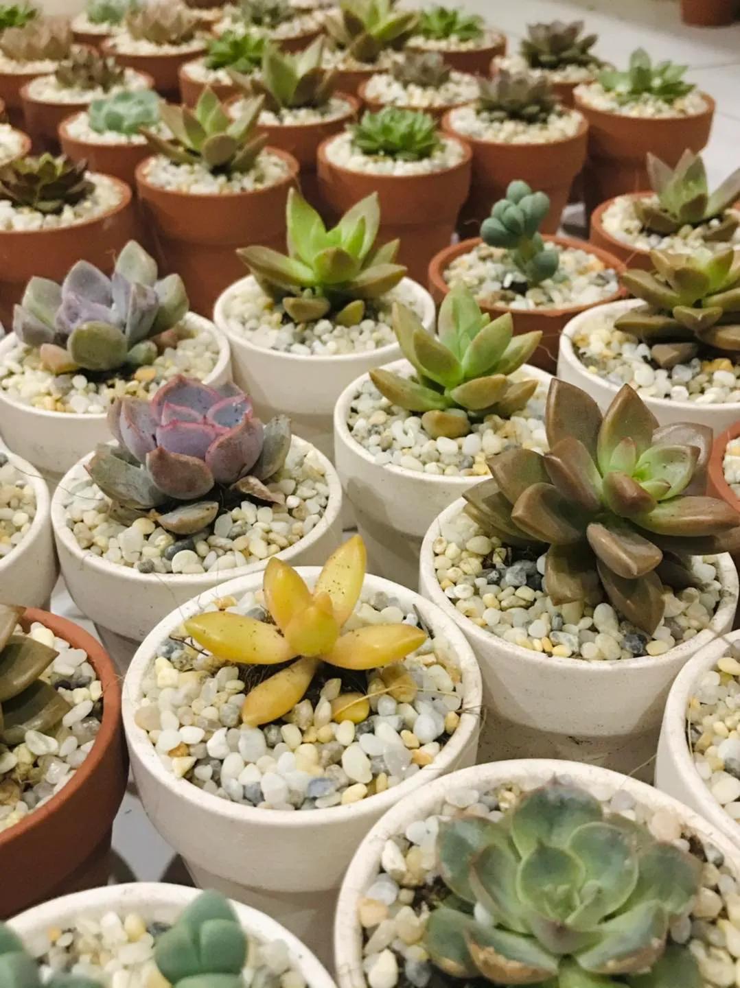 Top 9 Cửa Hàng Bán Sen Đá Tinh Tế và Chất Lượng Nhất Hà Nội