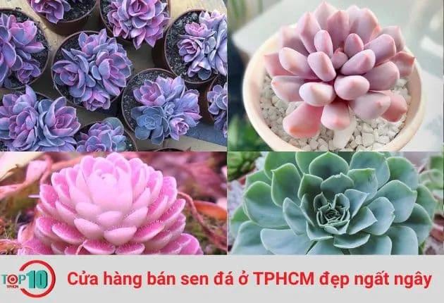 Khám Phá Top 10 Cửa Hàng Sen Đá Đẹp Nhất Sài Gòn