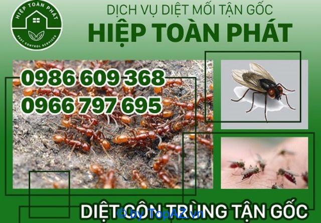 5 dịch vụ diệt mối hàng đầu tại Quận 5 mà bạn không thể bỏ qua