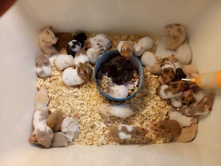 Top 7 cửa hàng bán chuột Hamster uy tín nhất tại Hà Nội