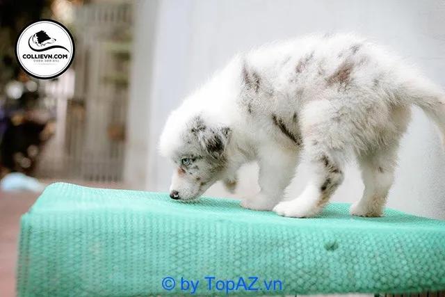 3 địa chỉ đáng tin cậy nhất để sở hữu chó Border Collie tại Hà Nội