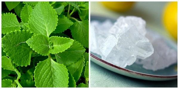 Top 6 bài thuốc từ húng chanh giúp chữa các bệnh thường gặp