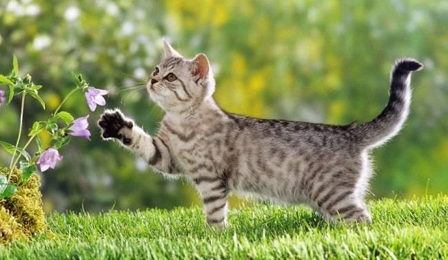 Top 7 địa chỉ mua mèo cảnh chất lượng và uy tín bậc nhất TP.HCM