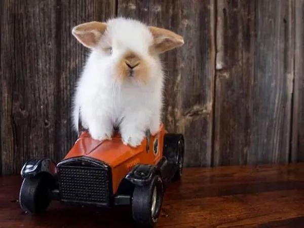 7 pet shop bán thú cưng đáng tin cậy hàng đầu tại TP.HCM