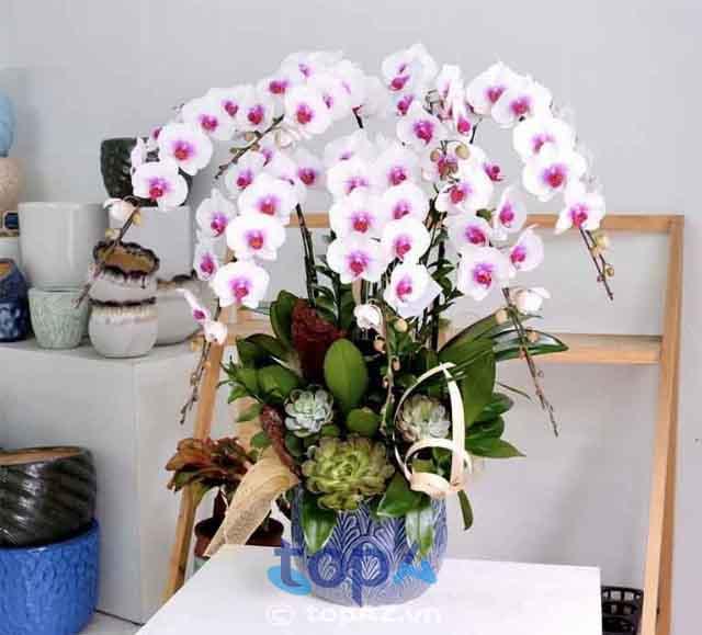 Top 5 cửa hàng hoa lan hồ điệp đẹp và chất lượng nhất tại Quận 8