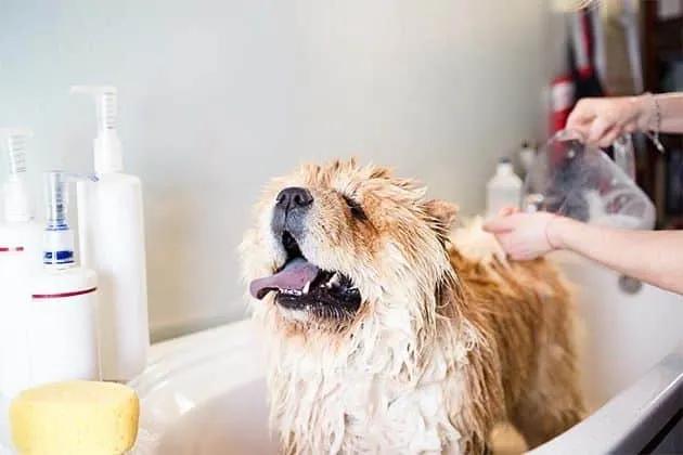 Top 5 spa chăm sóc thú cưng uy tín và giá cả hợp lý tại Quận 6
