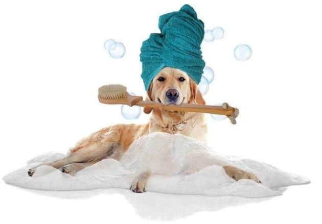 Top 5 spa chăm sóc chó mèo uy tín và giá cả hợp lý tại Quận 4