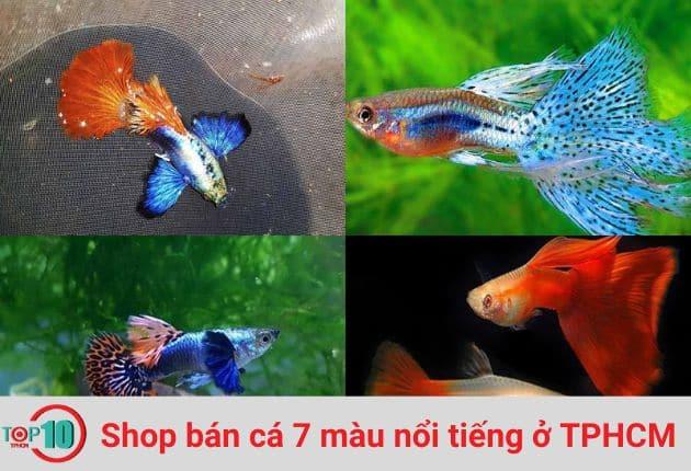 Khám Phá Những Cửa Hàng Bán Cá 7 Màu Đẹp Nhất Tại TPHCM