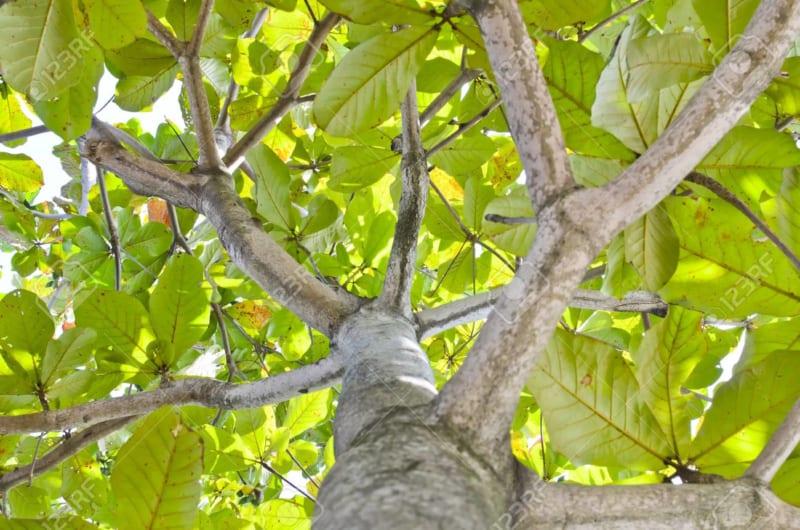 Top 9 Bài văn tả cây bàng vào mùa hè (lớp 4) ấn tượng nhất