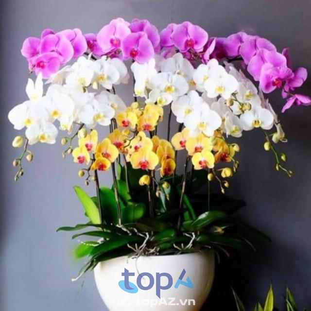 Khám phá 10 cửa hàng hoa lan Hồ Điệp uy tín tại Hà Nội, dịch vụ giao hoa tận nơi