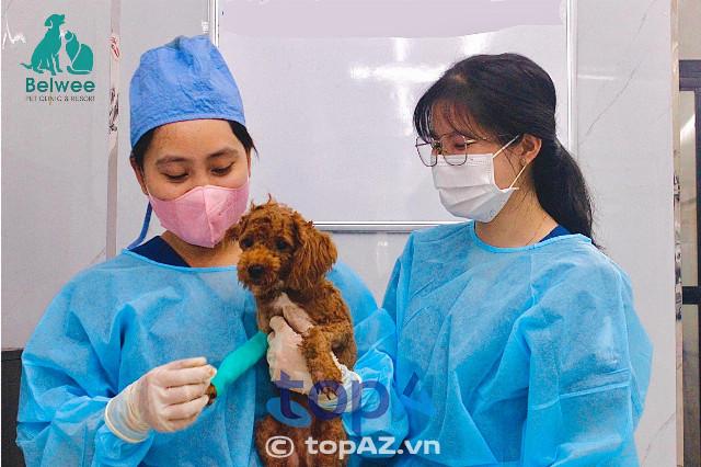 6 phòng khám thú y đáng tin cậy nhất tại Bình Thạnh - Chất lượng và chuyên môn vượt trội