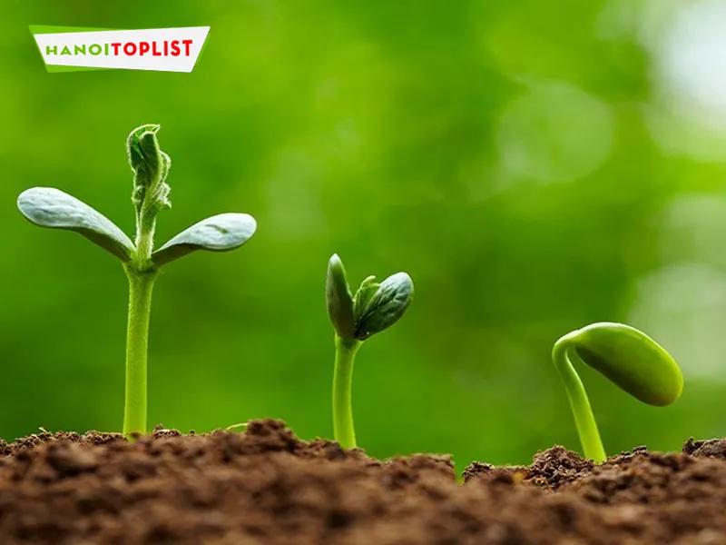 Top 5+ địa chỉ cung cấp hạt giống cây cảnh chất lượng nhất tại Hà Nội