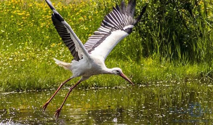 Top 6 Bài soạn mẫu "Tự đánh giá: Con cò trong ca dao" (Ngữ văn 6 - SGK Cánh diều) tinh tuyển nhất