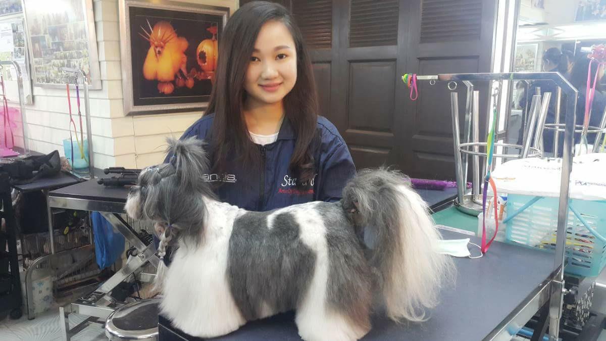 Top 8 Trung tâm đào tạo cắt tỉa lông thú cưng chuyên nghiệp nhất tại Hà Nội