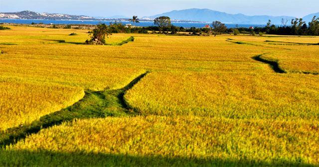 7 Dàn ý chi tiết nhất để viết bài văn tả cánh đồng lúa chín