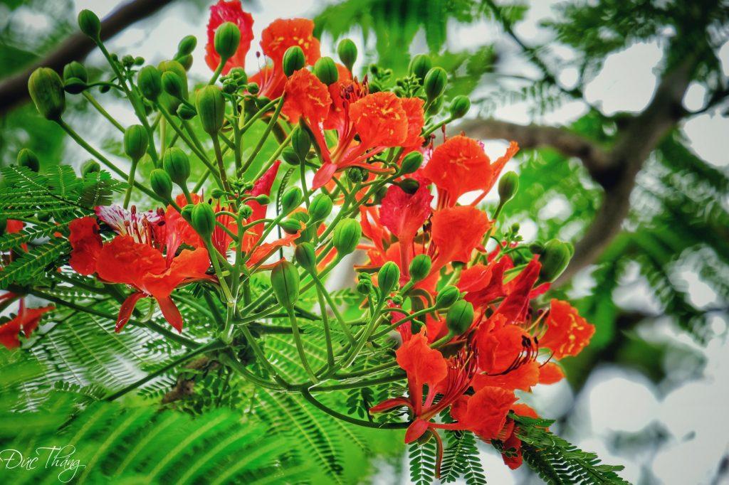 Top 12 Bài Thơ Mùa Hè Đầy Cảm Xúc