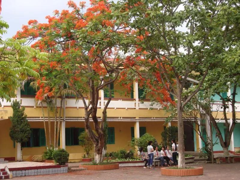 Top 10 dàn ý chi tiết nhất cho bài văn tả cây bóng mát