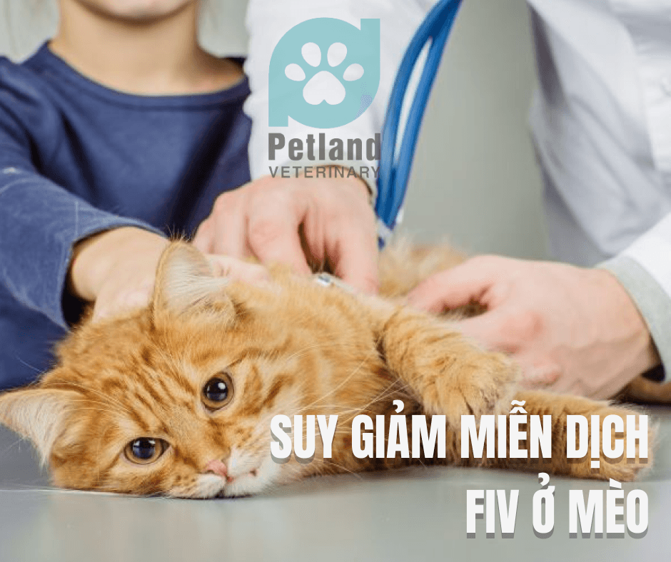 Top 9 Phòng khám thú y uy tín tại TP. Thủ Đức, TP. HCM