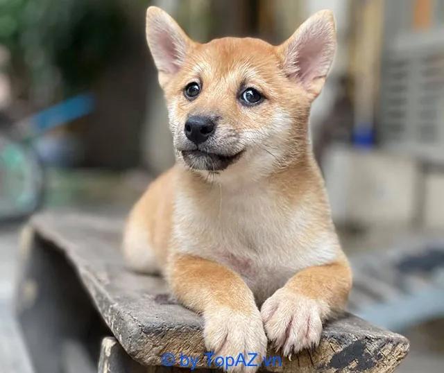 5 địa điểm đáng tin cậy nhất để sở hữu chó Shiba Inu tại Hà Nội