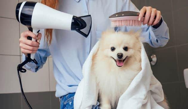 10 địa điểm spa chó mèo Quận 5 chất lượng, giá cả phải chăng