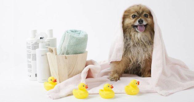Top 7 spa chăm sóc chó mèo uy tín và giá cả hợp lý tại quận Tân Phú