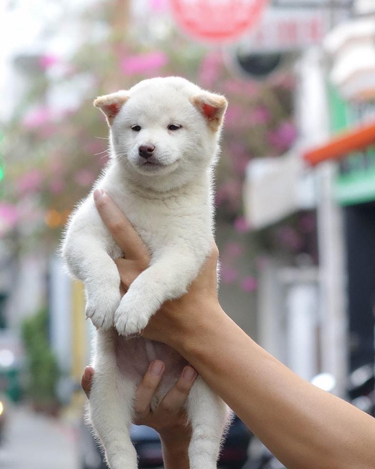 Top 4 địa chỉ uy tín để mua chó Shiba tại TP. HCM