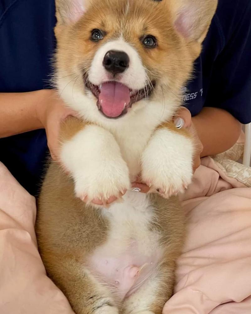 Top 5 Địa chỉ bán chó Corgi uy tín nhất tại TP. HCM
