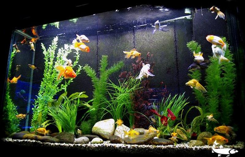 7 ứng dụng nổi bật của Hóa chất Ca(OH)2