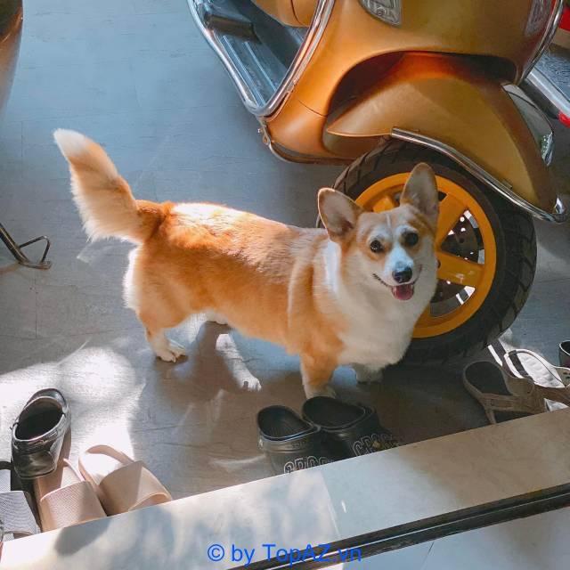 5 Địa chỉ mua chó Corgi uy tín tại Hà Nội với chất lượng vượt trội