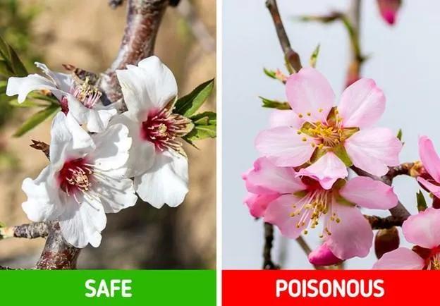 Khám Phá Top 9 Loại Cây Dễ Nhầm Lẫn Có Thể Gây Nguy Hại Bạn Cần Lưu Ý