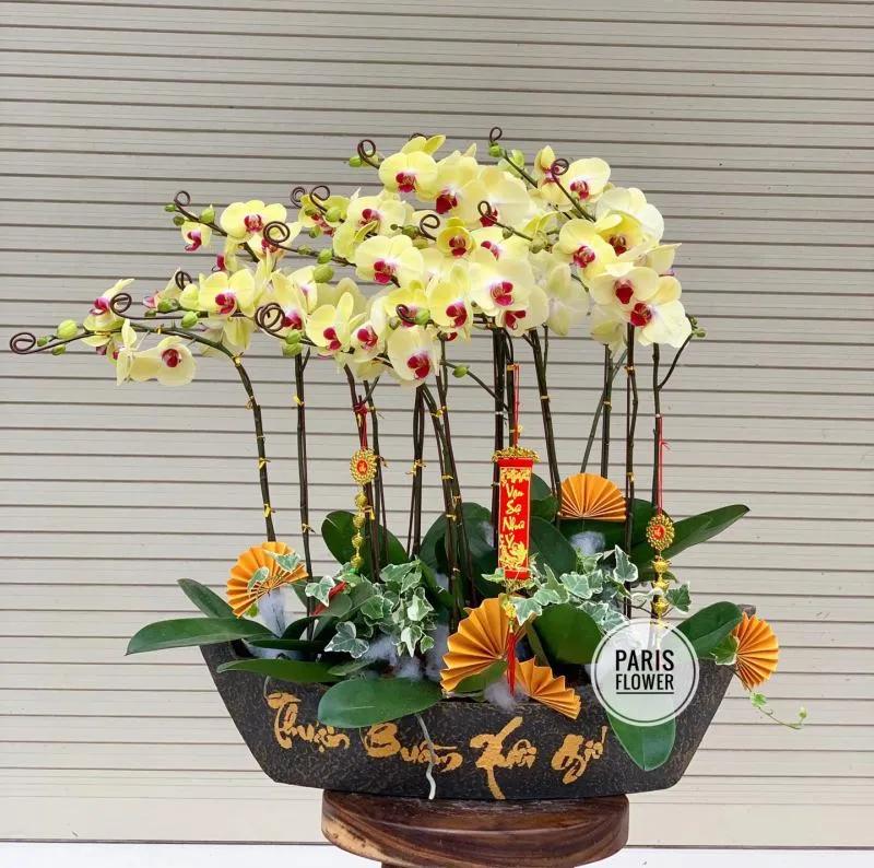 8 giống lan hồ điệp được ưa chuộng nhất hiện nay