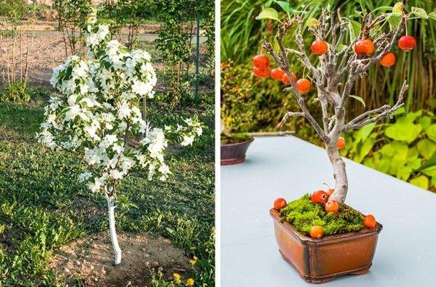 8 Loại cây ăn quả dễ trồng từ hạt