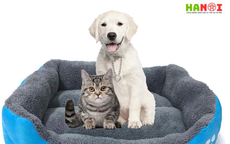 Top 10 pet shop Đống Đa Hà Nội siêu dễ thương