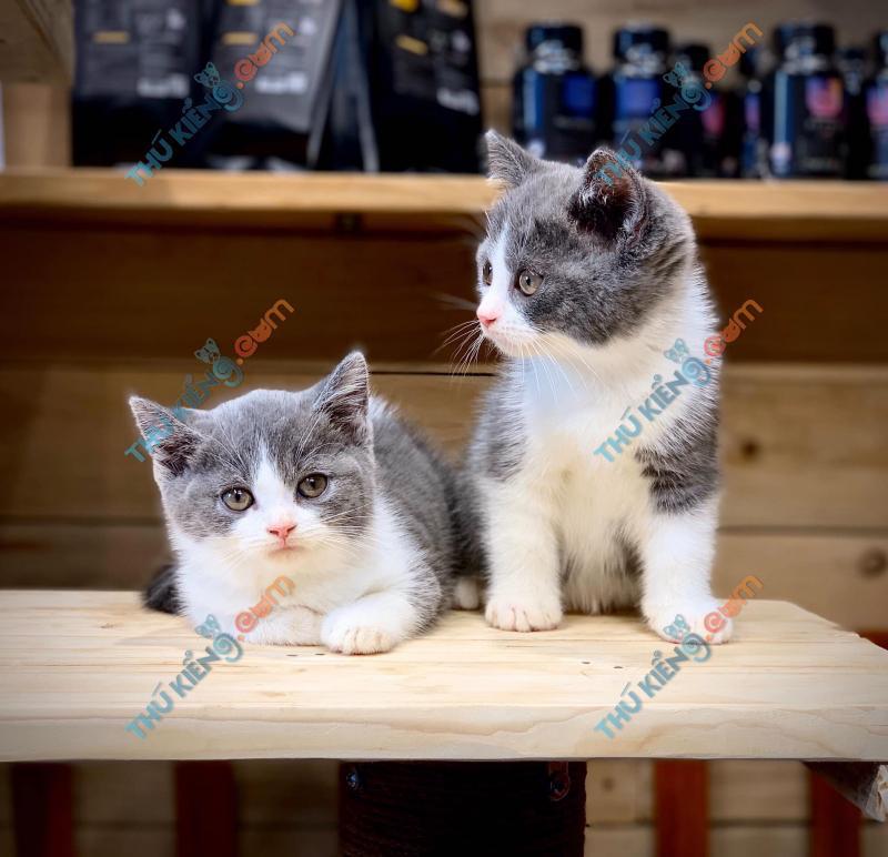 7 Địa chỉ bán mèo Anh lông ngắn uy tín tại Hà Nội
