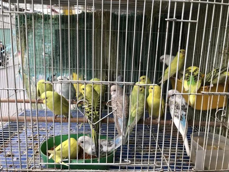 7 địa chỉ bán chim cảnh đẹp và giá tốt nhất tại TP.HCM