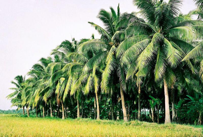 Top 8 Dàn ý mẫu ấn tượng nhất cho bài văn thuyết minh về cây dừa